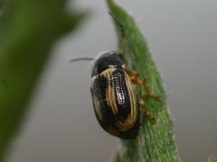 Cryptocephalus bilineatus