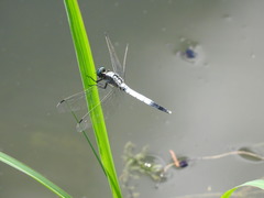 Orthetrum albistylum speciosum