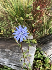 Cichorium intybus