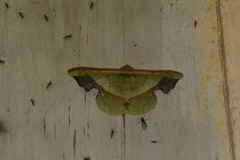 Fascellina plagiata