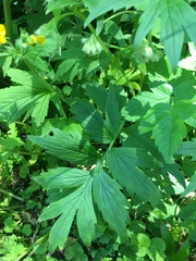 Hydrophyllum tenuipes