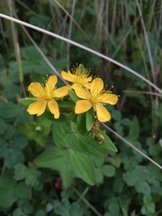 Hypericum kamtschaticum