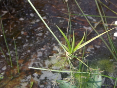 Scirpus radicans