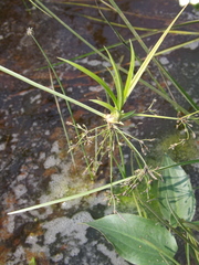 Scirpus radicans
