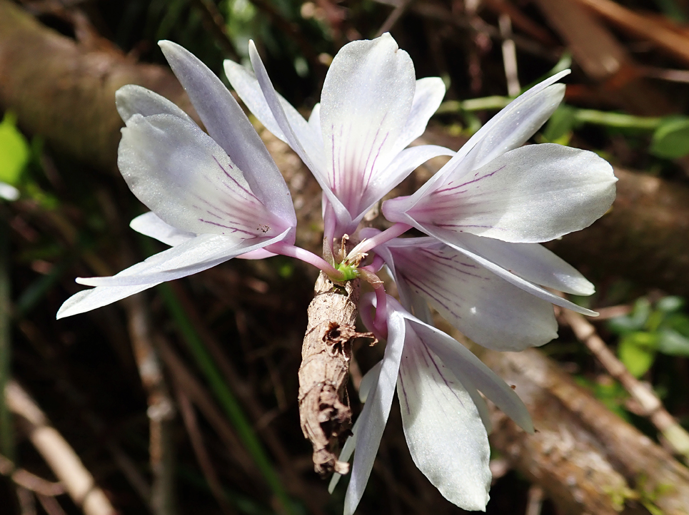 Dendrobium ceraula Rchb.f. 2