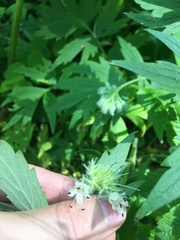 Hydrophyllum tenuipes