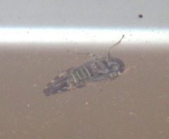 Athysanini