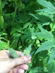 Hydrophyllum tenuipes