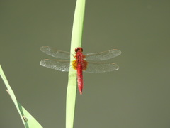 Crocothemis servilia mariannae