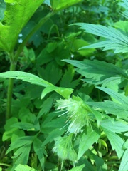 Hydrophyllum tenuipes