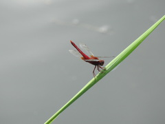 Crocothemis servilia mariannae