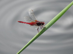 Crocothemis servilia mariannae