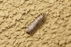 Ancylosis undulatella