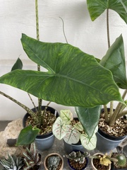 Alocasia zebrina