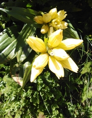 Gentiana burseri