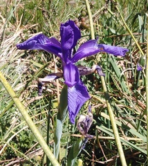 Iris latifolia