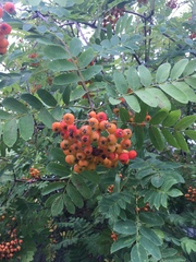 Sorbus aucuparia