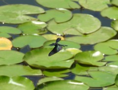 Rhyothemis fuliginosa
