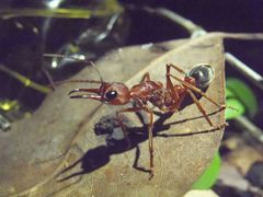 Myrmecia forficata
