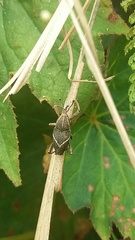 Cryptoderma formosense