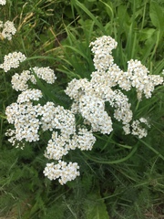 Achillea millefolium