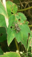 Cryptoderma formosense