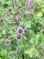 Arctium tomentosum