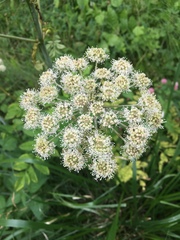 Angelica sylvestris
