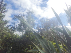 Pittosporum crassifolium