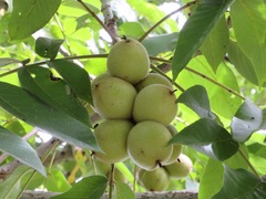Juglans ailantifolia