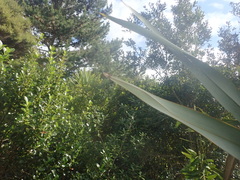 Pittosporum crassifolium