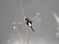 Pseudothemis zonata