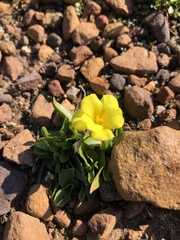 Moraea galaxia