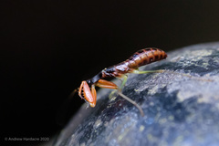Odontomantis sinensis