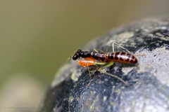 Odontomantis sinensis