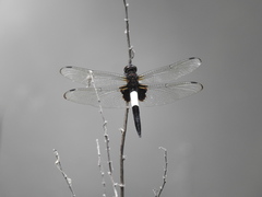 Pseudothemis zonata