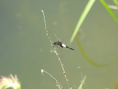Pseudothemis zonata