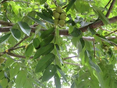 Juglans ailantifolia