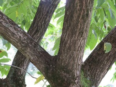 Juglans ailantifolia