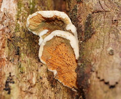 Pseudomerulius
