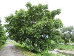 Juglans ailantifolia