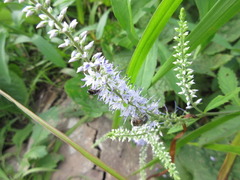 Veronica rotunda subintegra