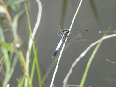 Orthetrum albistylum speciosum