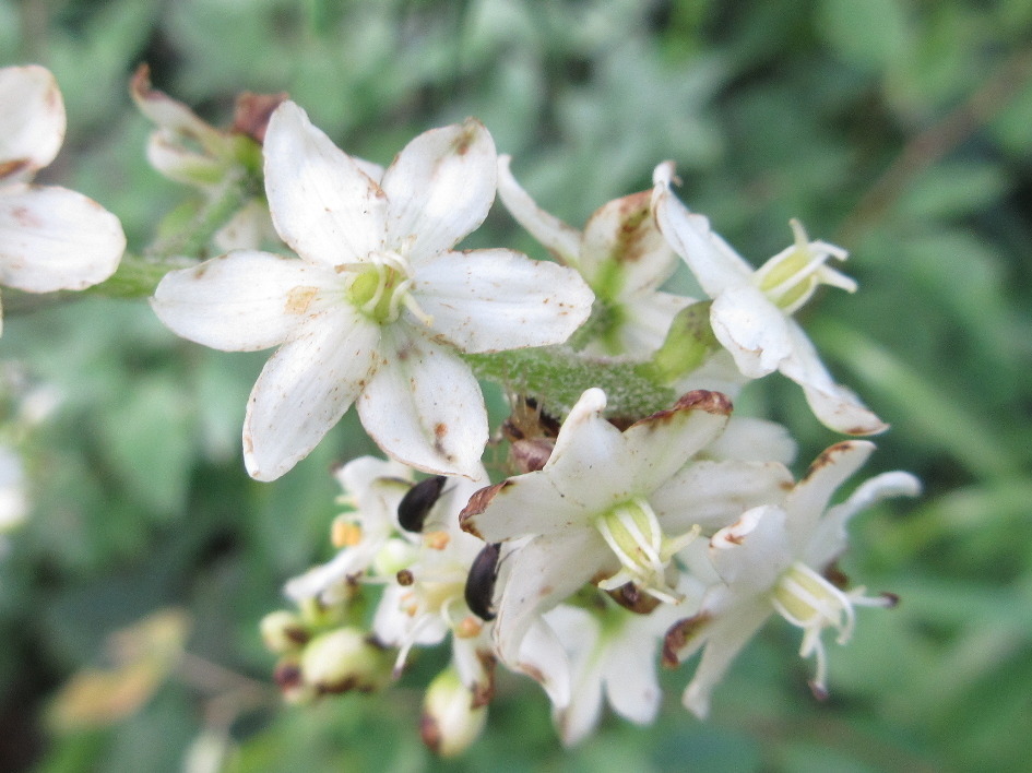 Veratrum versicolor