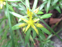 Sedum polytrichoides