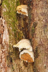 Pseudomerulius