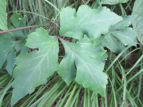 Tilingia