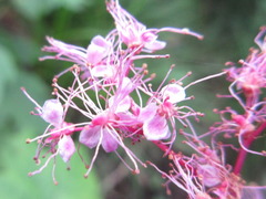 Filipendula formosa