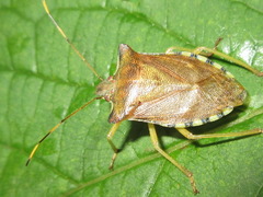 Pentatoma semiannulata