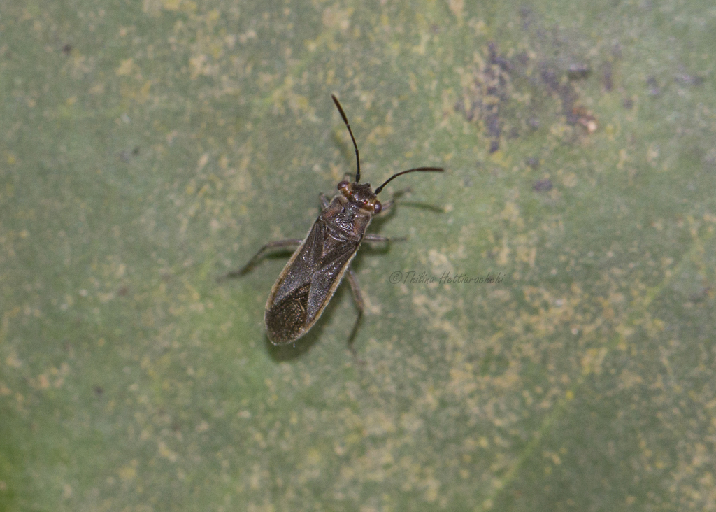 Aethalotus horni